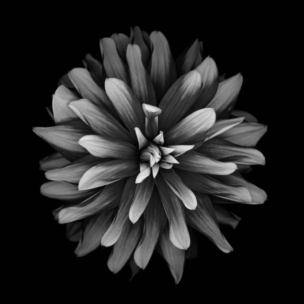 istock Monochrome dahlia isolated on a black background 1184844619