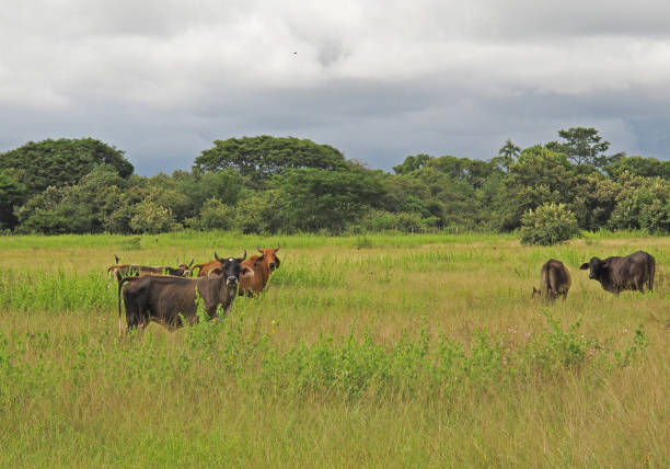 istock cattle in field with Barn Swallows flying 1184846092