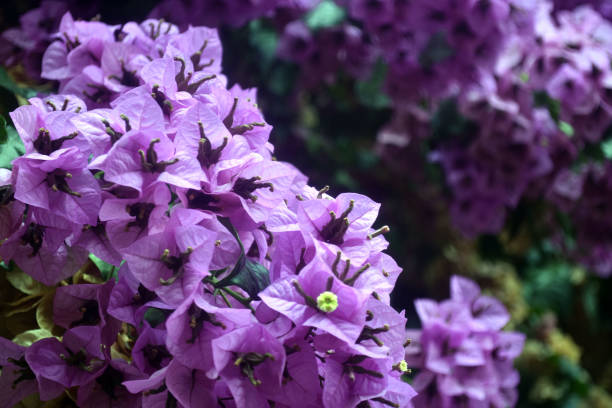 istock Homeless grey-white cat. View from back. Close-up. 1184847598