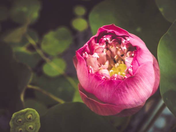 istock Pink water lilly feeling meditation. 1184849970