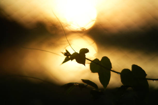 Silhouette plant with the sun in background.