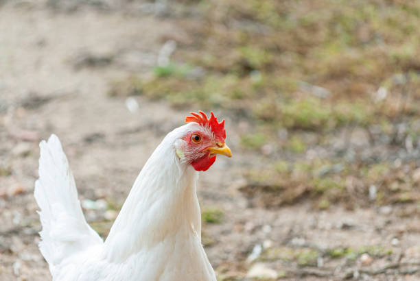 istock Chicken at ecological farm. Ecological concept business 1184850086