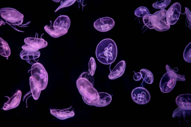 Large group of purple jellyfish on black background.
