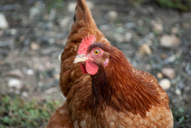 istock Chicken at ecological farm. Ecological concept business 1184850096