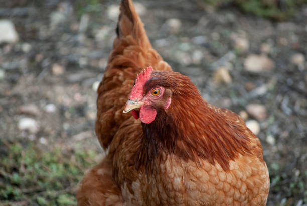istock Chicken at ecological farm. Ecological concept business 1184850099