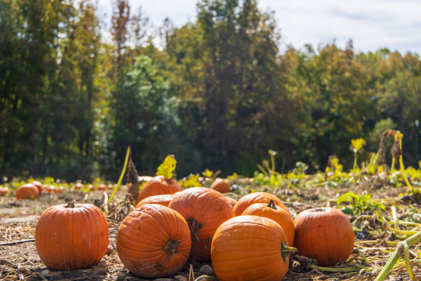 This is a view of a freshly grown pumpkins as seen in the season leading up to halloween. This can be seen in an agricultural field during the fall.