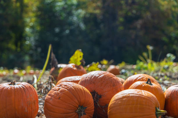 istock Field of Pumpkins 1184850153