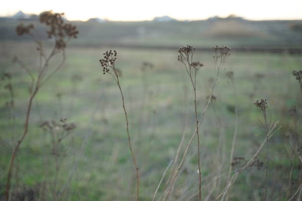 istock Dry grass grow in blurred green field. 1184851292
