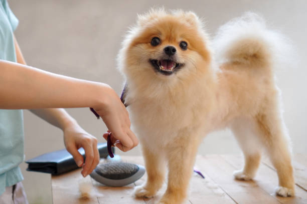 mujer peluquería peluquera pomeranian perro en la mesa de exterior. proceso de cizallamiento final del pelo de un perro con tijeras. salón para perros. - color image animal sitting brown fotografías e imágenes de stock