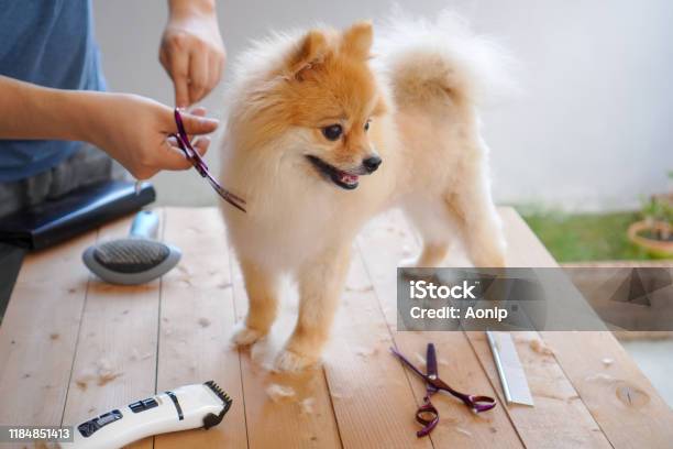 Male Groomer Haircut Pomeranian Dog On The Table Of Outdoor Process Of  Final Shearing Of A Dogs Hair With Scissors Salon For Dogs Stock Photo -  Download Image Now - iStock