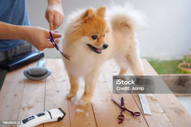 Male Groomer Haircut Pomeranian Dog On The Table Of Outdoor Process Of Final Shearing Of A Dogs Hair With Scissors Salon For Dogs Stock Photo - Download Image Now - iStock Male Groomer Haircut Pomeranian Dog On The Table Of Outdoor Process Of Final Shearing Of A Dogs Hair With Scissors Salon For Dogs Stock Photo - Download Image Now - iStock