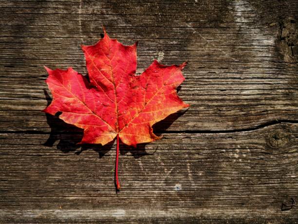 istock Autumn maple leaf on the picnic table,Ontario, Canada 1184851754