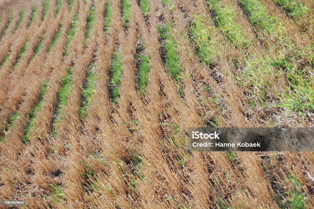 Between Grass Rows Looking Down On A Textured Yellow And Green Pattern Made From ...