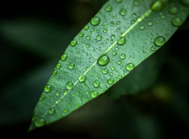 istock Close up shot of water drops on a leaf 1184851902