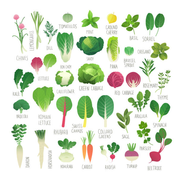 ilustrações de stock, clip art, desenhos animados e ícones de vegetables and herbs - acelgas
