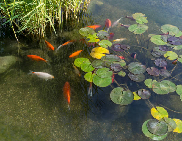 istock Decorative fishes in pond 1184853135