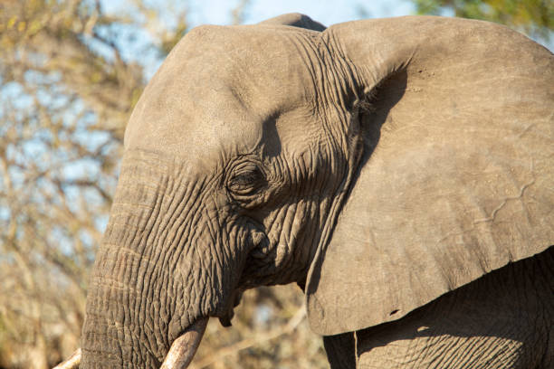 istock A herd of elephant 1184854695