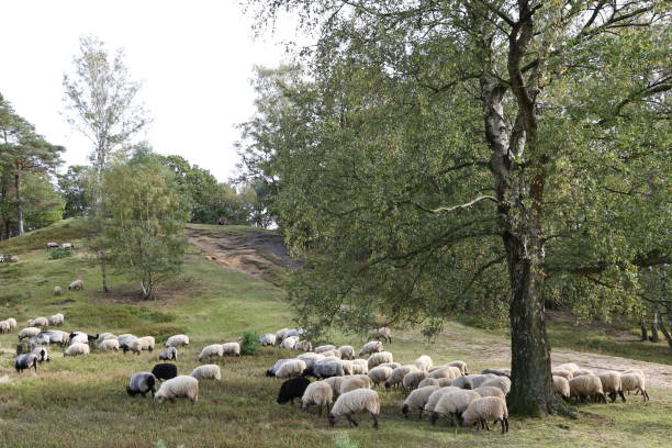 istock Fischbek Heath, Hamburg 1184854718