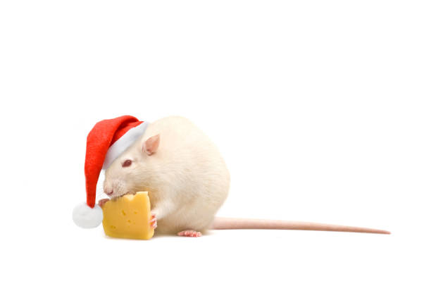 istock rat in hat and cheese on white background 1184855732