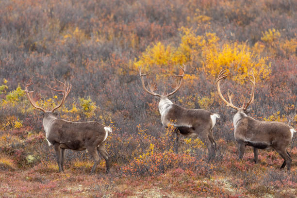 istock Barren Ground Caribou Bulls in Autumn 1184855845