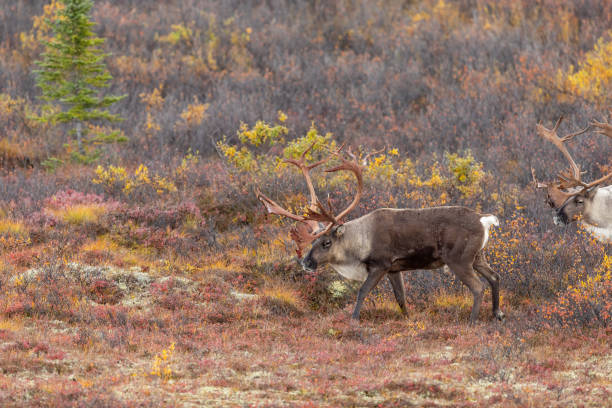 istock Barren Ground Caribou Bulls in Autumn 1184856111