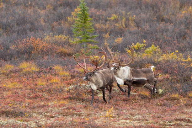 istock Barren Ground Caribou Bulls in Autumn 1184856113