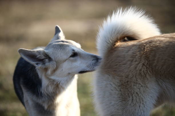 한 개가 다른 강아지의 나이를 스니핑에서 보기를 닫습니다. - pets friendship green small 뉴스 사진 이미지
