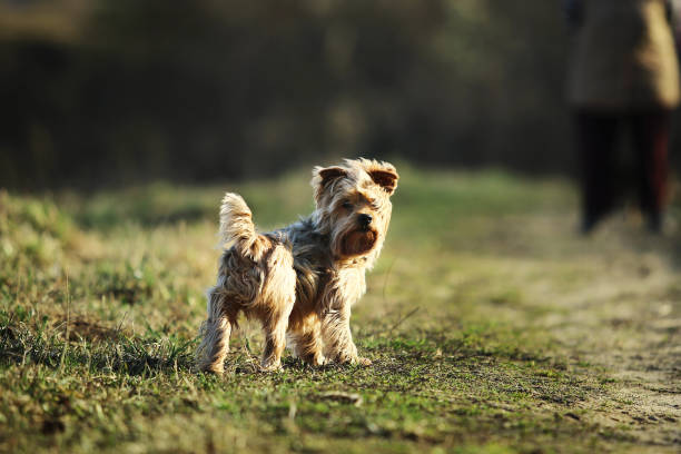 istock Yorkshire terrier at walk in the park on the grass 1184856181