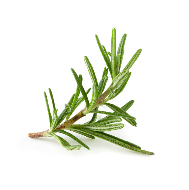 istock Fresh Rosemary isolated over a white background 1184857211