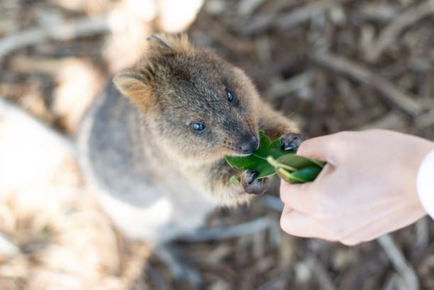 istock Quokka on Rottnest Island 1184857231