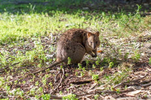 istock Quokka on Rottnest Island 1184857233