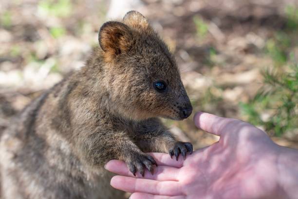 istock Quokka on Rottnest Island 1184857236