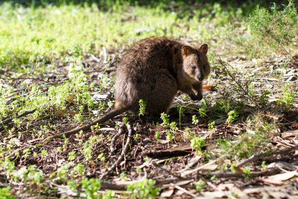 istock Quokka on Rottnest Island 1184857239