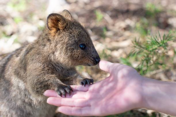 istock Quokka on Rottnest Island 1184857243