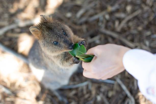 istock Quokka on Rottnest Island 1184857246