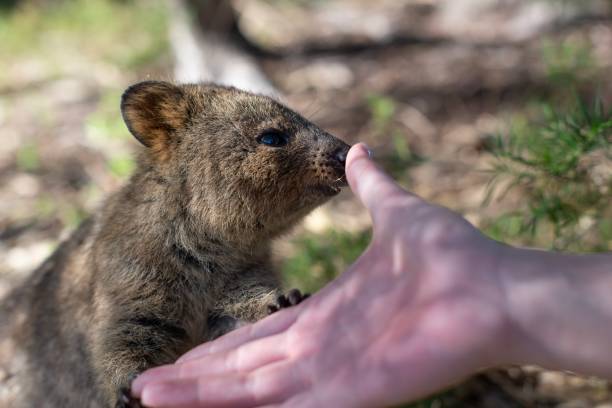 istock Quokka on Rottnest Island 1184857249