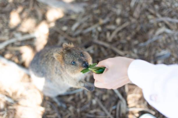 Quokka on Rottnest Island