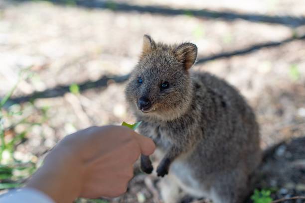 istock Quokka on Rottnest Island 1184857254