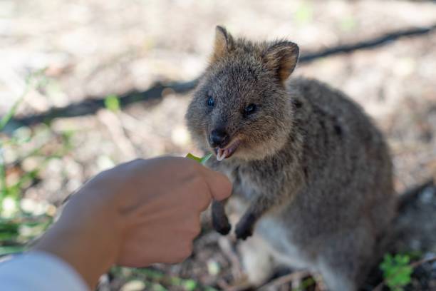 istock Quokka on Rottnest Island 1184857263