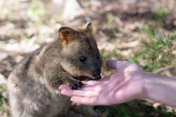 istock Quokka on Rottnest Island 1184857270