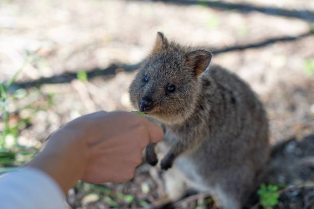 istock Quokka on Rottnest Island 1184857278
