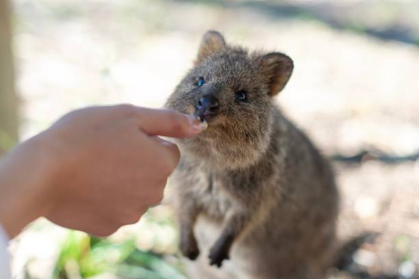 istock Quokka on Rottnest Island 1184857288