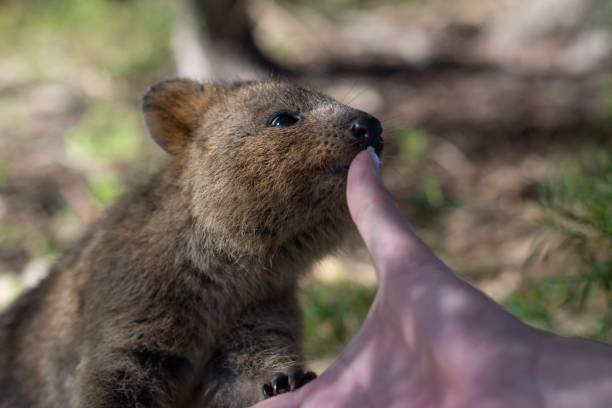 istock Quokka on Rottnest Island 1184857296