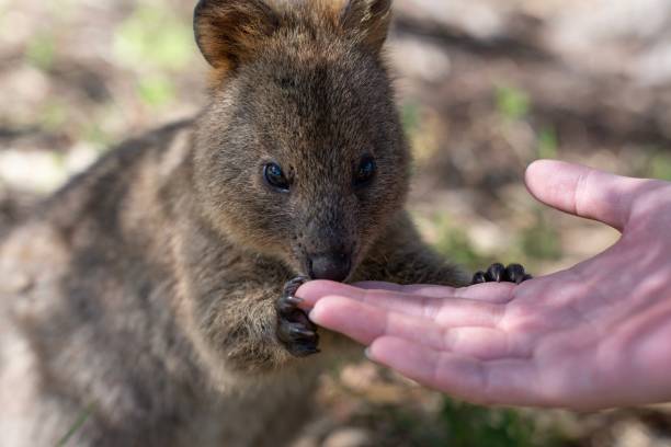 istock Quokka on Rottnest Island 1184857298