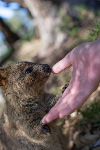 Quokka on Rottnest Island