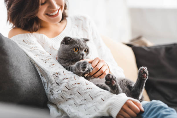 happy young woman sitting on sofa with scottish fold cat happy young woman sitting on sofa with scottish fold cat scottish fold cat photos stock pictures, royalty-free photos & images