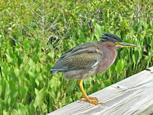 Green Heron