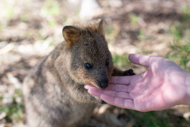 istock Quokka on Rottnest Island 1184857762