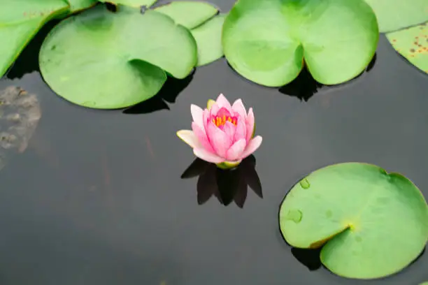 Photo of Colorful lotus flower with leaf in water park pond calm meditation