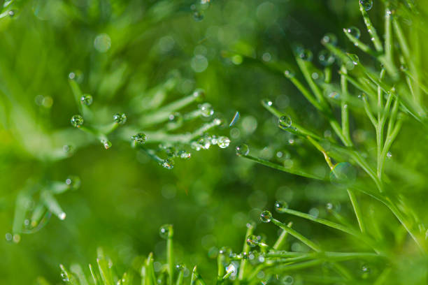istock Young dill in the sun. 1184860289